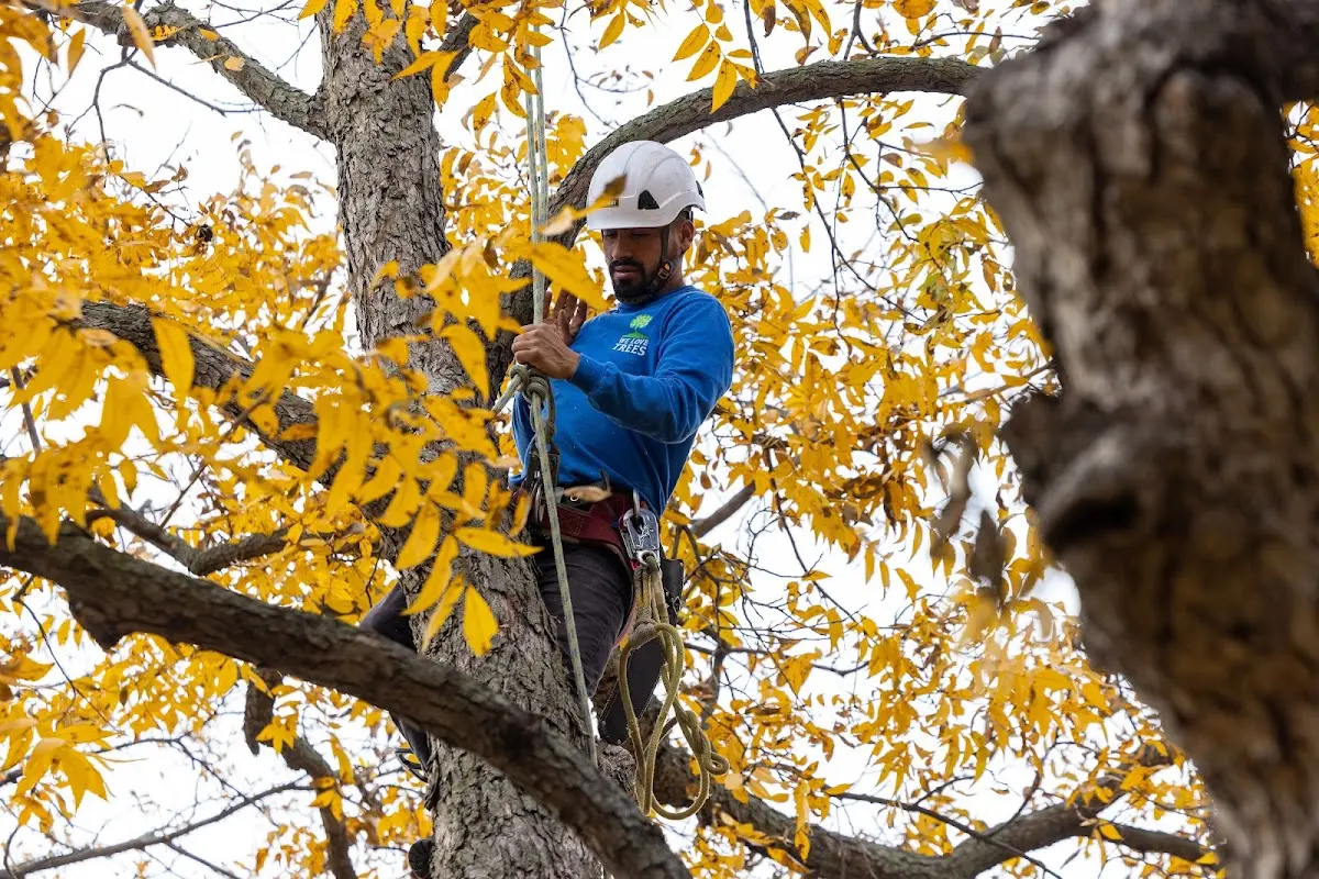 Skilled Tree Planing crew working in Artesia