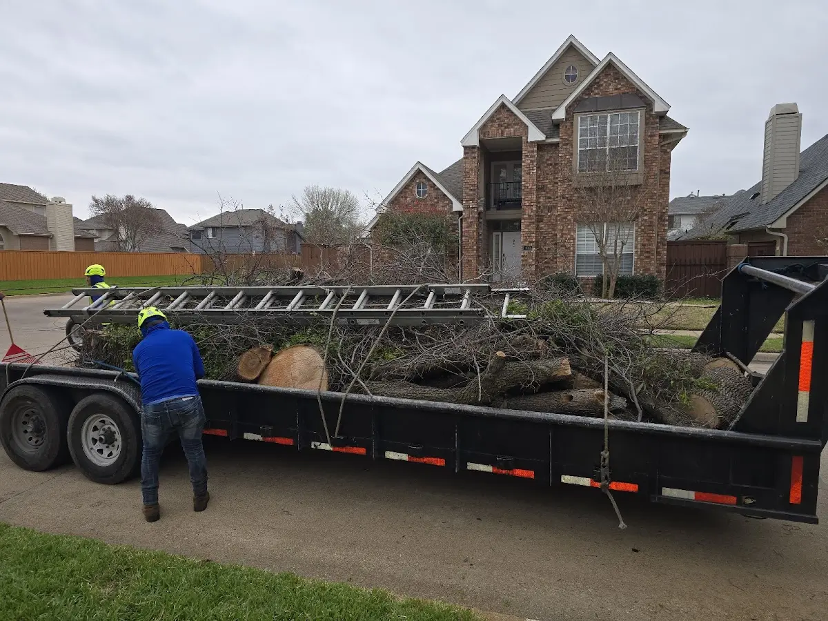 Expert Tree Removal with proper safety equipment in Artesia